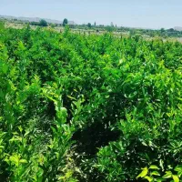 نهال مرکبات تضمینی با کیفیت قیمت مناسب