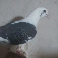 پشتی گراف هفت‌رنگ|حراج|اسفراین, |دیوار