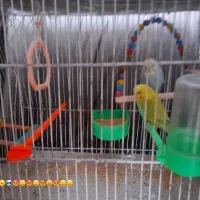 پرنده خانگی|پرنده|تربت جام, پاسداران|دیوار