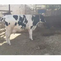 گاو دورگ