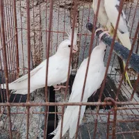 عروس هلندی فقط 2/۵۰۰ بفروش میرسد