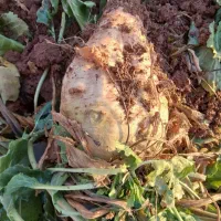 درشت درجه یک