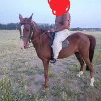 اسب|اسب و تجهیزات اسب‌سواری|شیراز, شیشه‌گری|دیوار