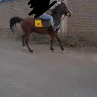 مادیان فروشی|اسب و تجهیزات اسبسواری|کاشان, مزرعه نو|دیوار