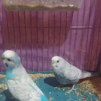 مرغ عشق|پرنده|مرودشت, کوشک|دیوار