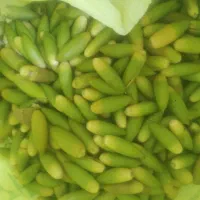 بلوط درجه یک
