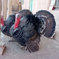 بوقلمون ارگانیک محلی