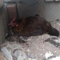 مرغ کرک سالم