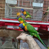 لریکیت رد کالر جوجه شش ماهه تا جفتهای مولد|پرنده|اصفهان, حسینآباد|دیوار