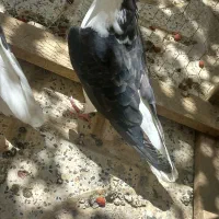 کبوتر کفتر ساده نر|پرنده|مشهد, انقلاب|دیوار