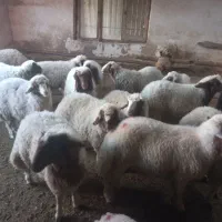 بره گوسفند|حیوانات مزرعه|گهواره, |دیوار