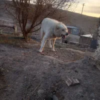 سگ فروشی|سگ|قائن, |دیوار