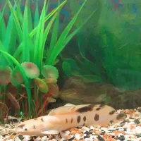 ماهی کت آفریقایی|ماهی|اقبالیه, |دیوار