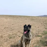 سگ سرابی ذات قدیم