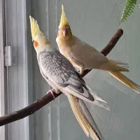 عروس‌جفت‌رام‌رام‌دستی‌نرسخنگودوساله‌هست