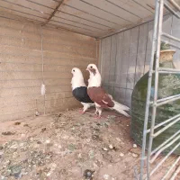 کبوتر|پرنده|مهریز, |دیوار