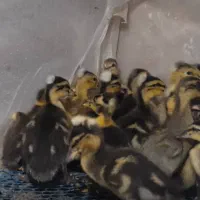 جوجه اردک کاکلی اردک محلی  یکماهه و دوماهه|حیوانات مزرعه|چالوس, |دیوار