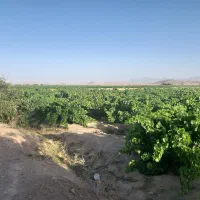 ۵۰هکتار زمین کشاورزی فروشی