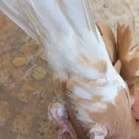 کفتر دم سفید