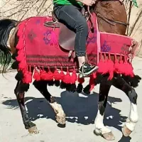 جل‌ترکی‌منگوله‌دار‌