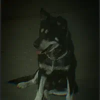 سگ گرگی