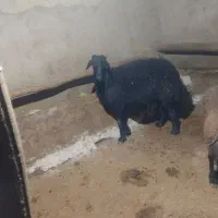 گوچ قره قزل|حیوانات مزرعه|ماهنشان, |دیوار