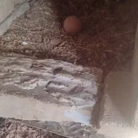 فروش تخم مرغ|حیوانات مزرعه|زنجان, |دیوار