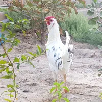 فروش تخم مرغ نطفه دار از نژاد گلین و نژاد سلطان|حیوانات مزرعه|سیرجان, |دیوار