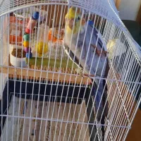 عروس هلندی|پرنده|شهر ری, شهرری|دیوار