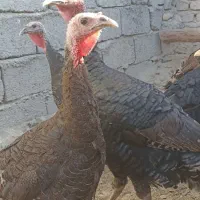 بوقلمون یک سال|حیوانات مزرعه|زابل, |دیوار