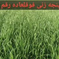 بذر مادری گندم فرانسوی اوکلید،باسیلیو،کولکتورآرامش|گل و گیاه طبیعی|کرمانشاه, |دیوار