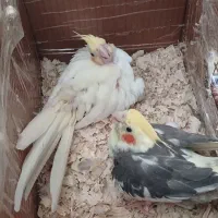 مولد