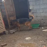 واگذاری یک جفت سگ ژرمن شولاین