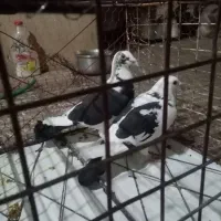 المانی|پرنده|رامیان, |دیوار