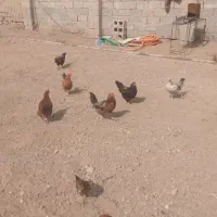 مرغ محلی 15 عدد