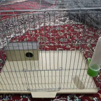 آیفون،چهار شاخه لوستر،قفسه|لوستر و چراغ آویز|نظرآباد, نظرآباد|دیوار