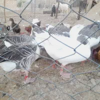 فروش غاز سالم و چاق ۸ عدد|حیوانات مزرعه|آبدانان, |دیوار