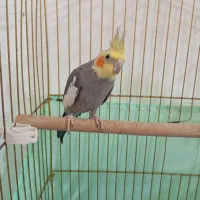 یه جفت عروس مولد آماده.