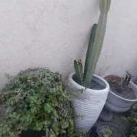 گل خرفه ای  مناسب هر آب و هوایی|گل و گیاه طبیعی|بندرعباس, |دیوار