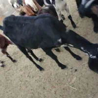 یه بزبربری بزرگ بادوتابزغاله نرماده|حیوانات مزرعه|پسکوه, |دیوار