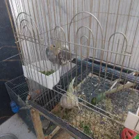 به فروش میرسد