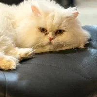 گربه پرشین
