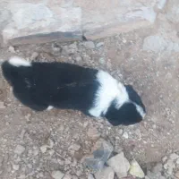 توله قدر جانی