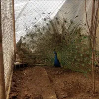 طاووس