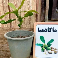 نهال ماکادمیا