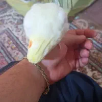 عروس هلندی بازی گوش  نر|پرنده|تهران, سجاد|دیوار