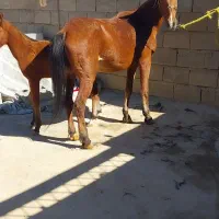 اسب مادیان ۷سال|اسب و تجهیزات اسبسواری|شاهین دژ, |دیوار