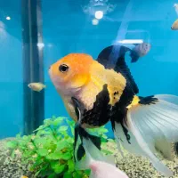 گلدفیش ردکپ