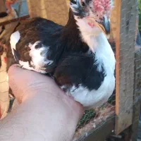 فروش یامعاوضه یه تعداد نیمچه خروس گلین لری