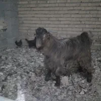 کهره چاق